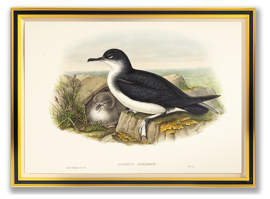 John Gould (1804-1881), Puffinus anglorum [Manx Shearwater]