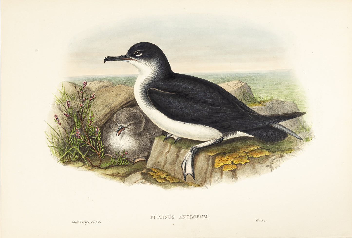 John Gould (1804-1881), Puffinus anglorum [Manx Shearwater]