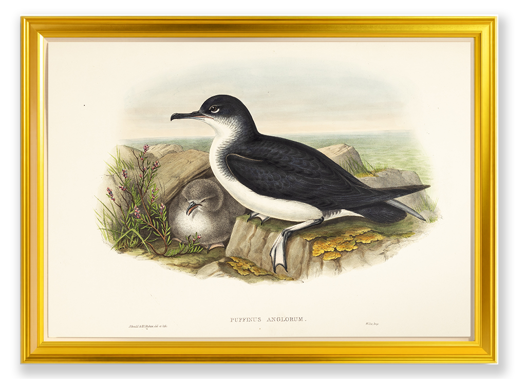 John Gould (1804-1881), Puffinus anglorum [Manx Shearwater]