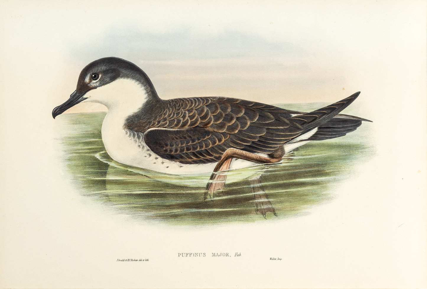 John Gould (1804-1881), Puffinus major [Great Shearwater]