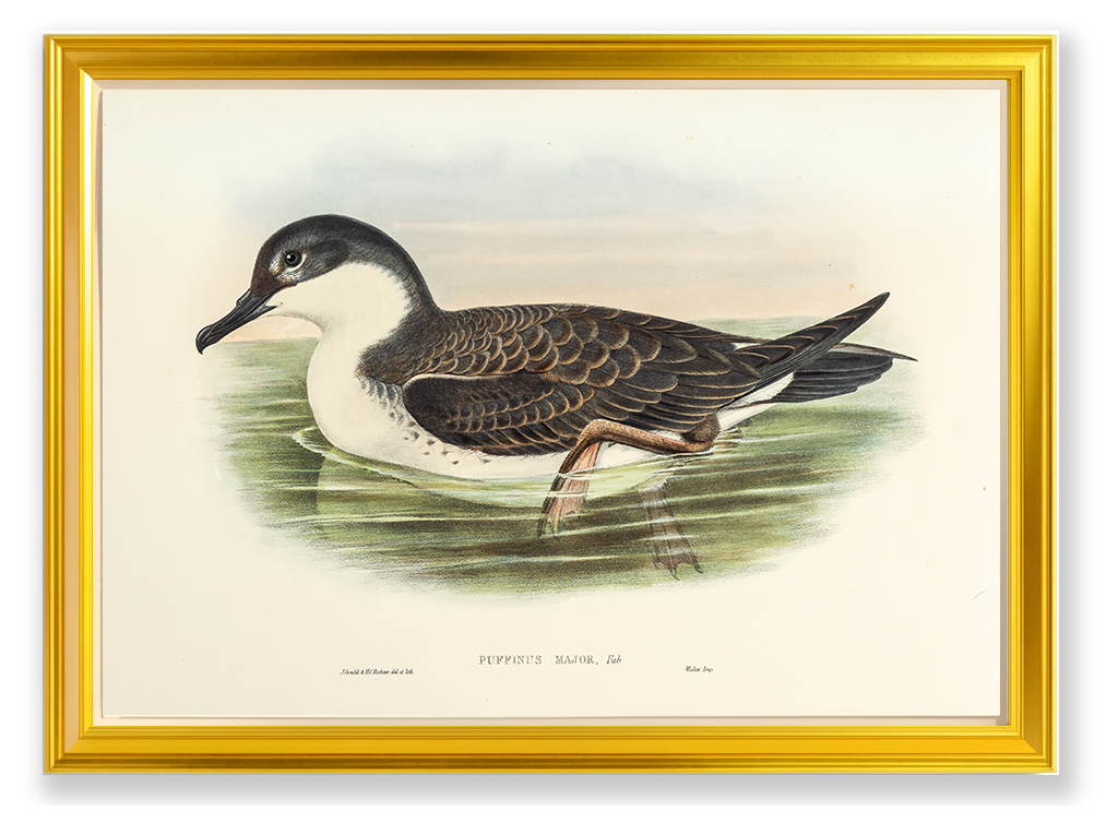 John Gould (1804-1881), Puffinus major [Great Shearwater]