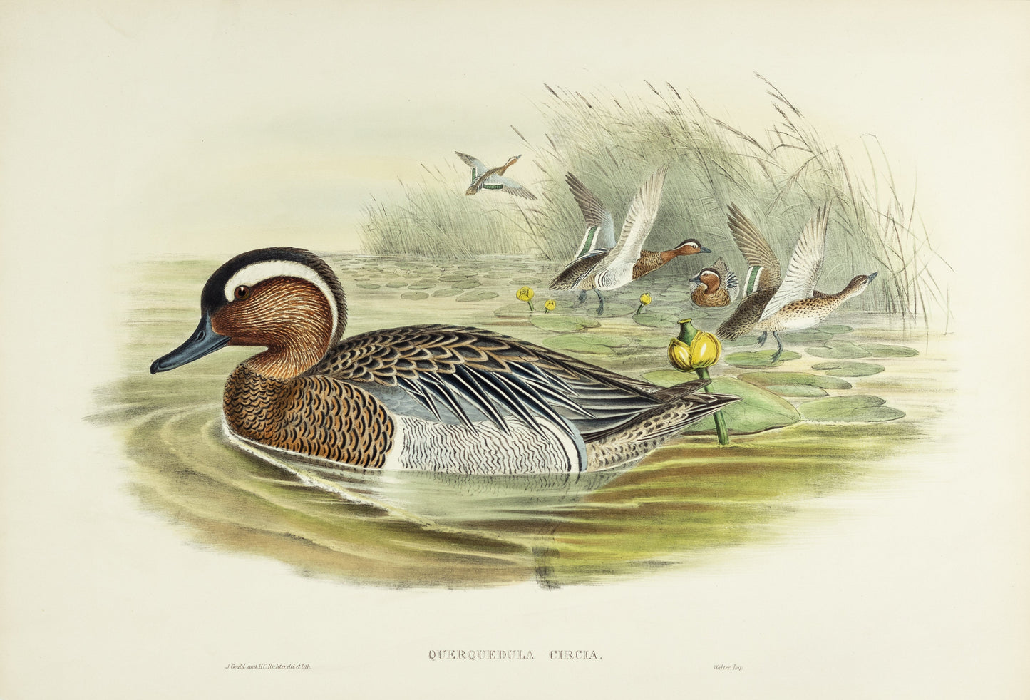John Gould (1804-1881), Querquedula circia [Garganey]