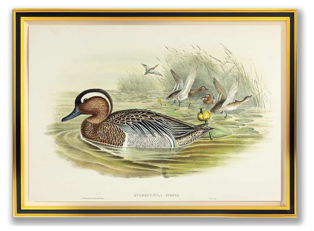 John Gould (1804-1881), Querquedula circia [Garganey]