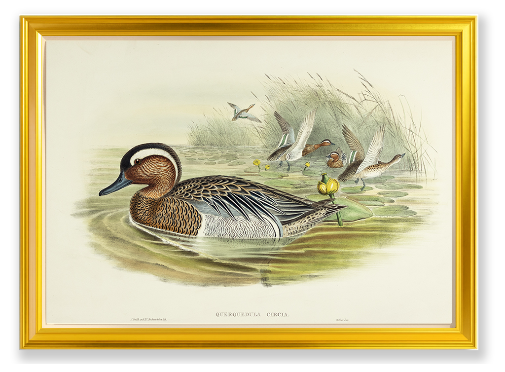 John Gould (1804-1881), Querquedula circia [Garganey]