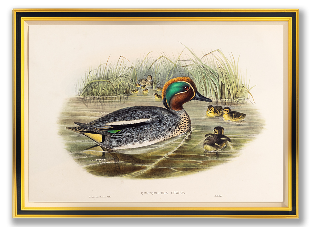John Gould (1804-1881), Querquedula crecca [Teal]