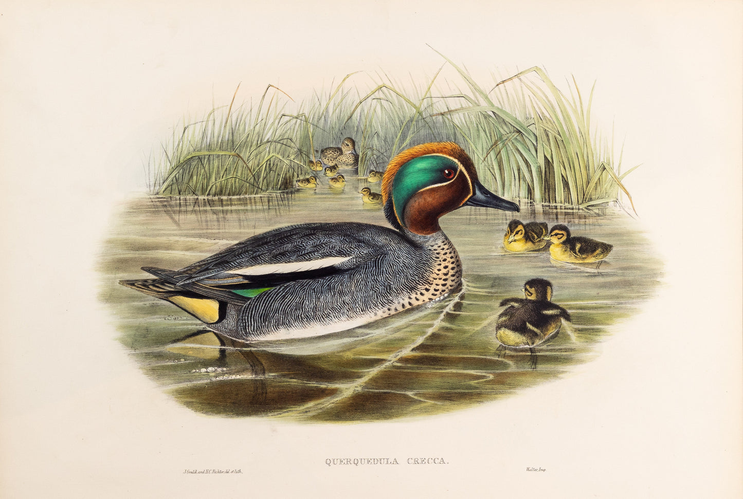 John Gould (1804-1881), Querquedula crecca [Teal]