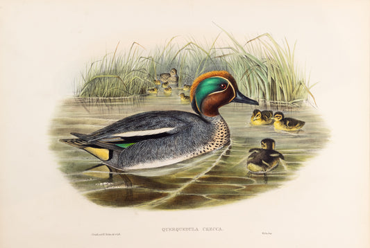 John Gould (1804-1881), Querquedula crecca [Teal]