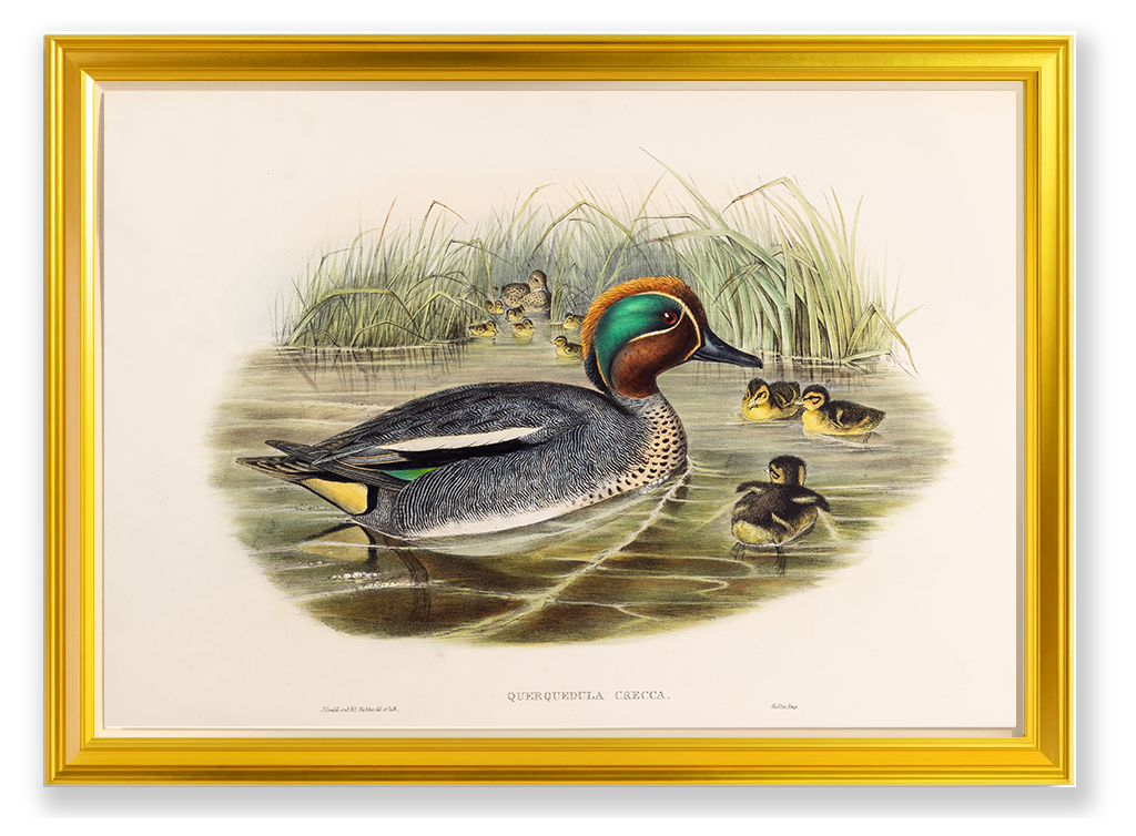 John Gould (1804-1881), Querquedula crecca [Teal]