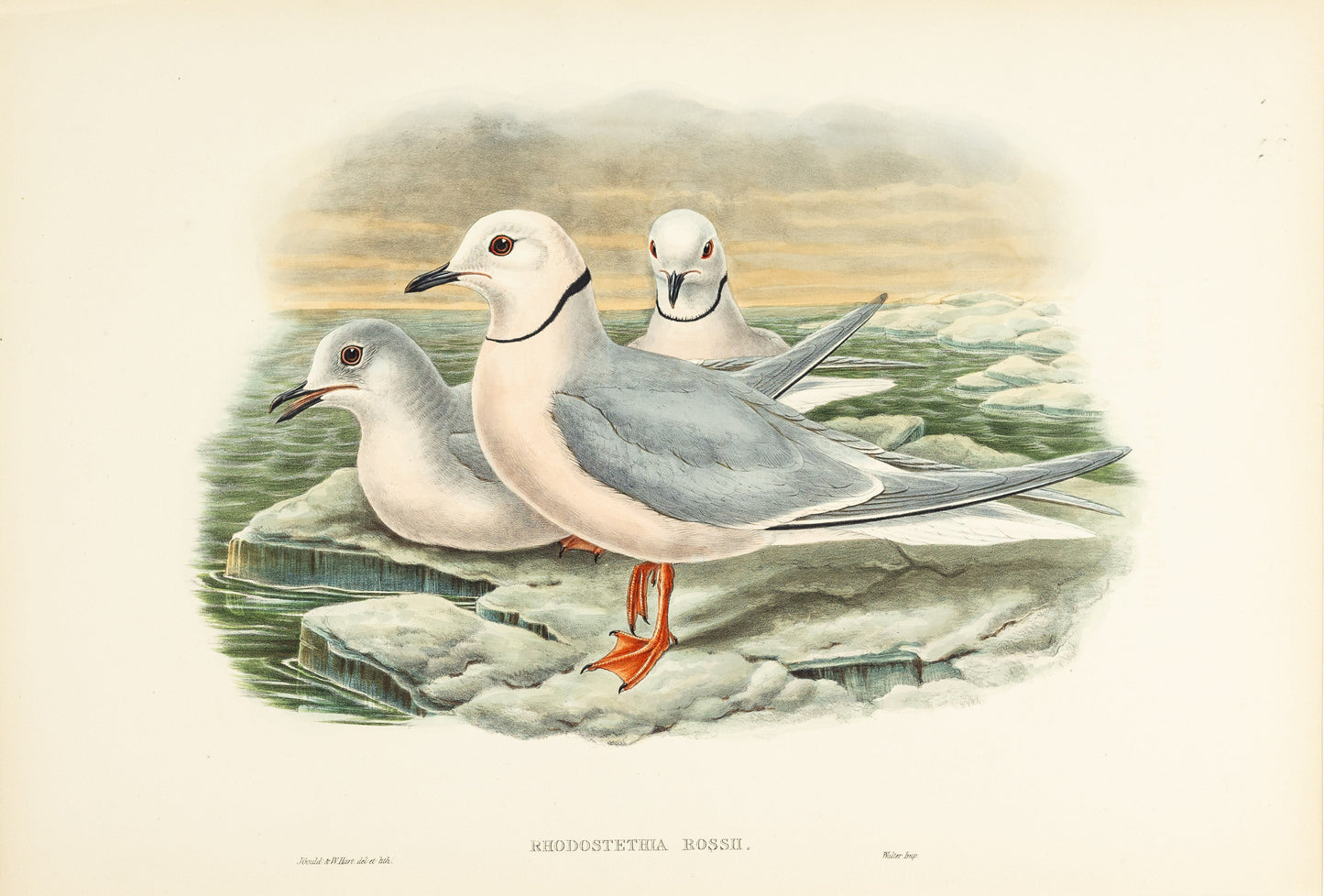 John Gould (1804-1881), Rhodostethia Rossii [Ross’s Gull]