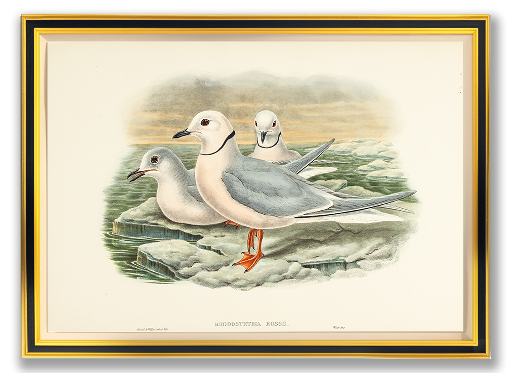 John Gould (1804-1881), Rhodostethia Rossii [Ross’s Gull]