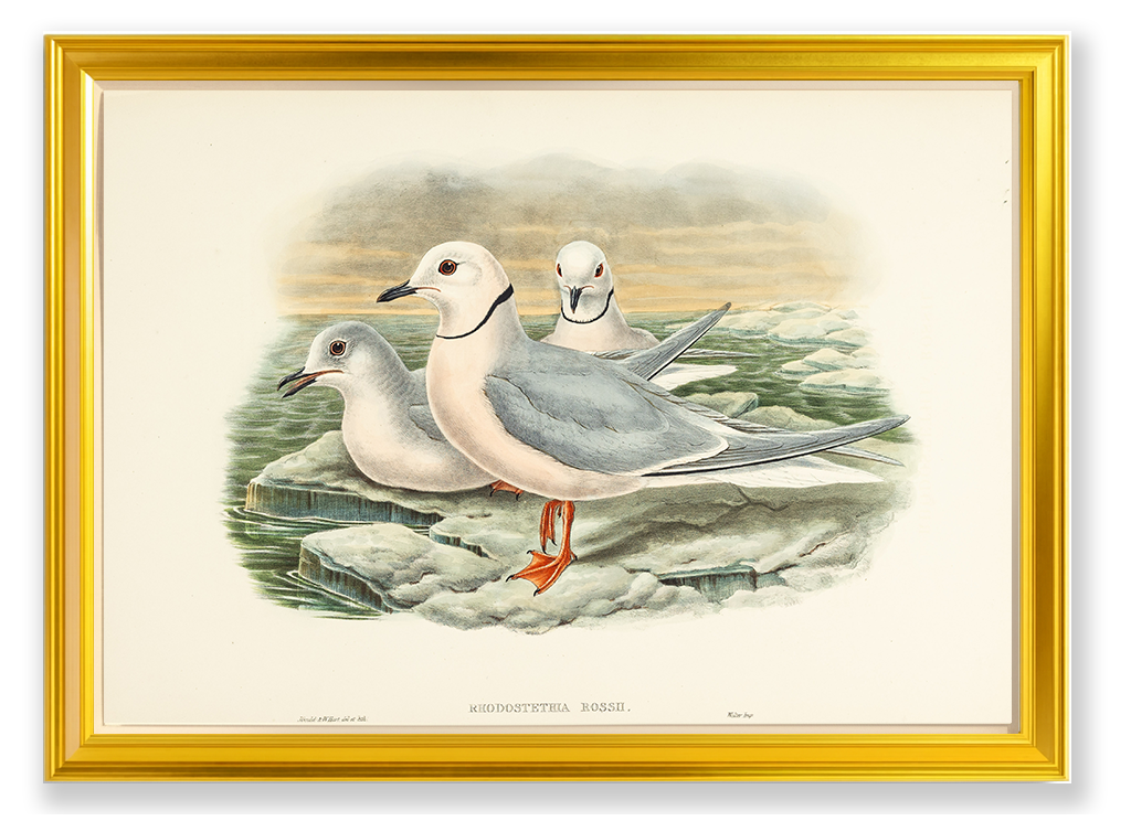 John Gould (1804-1881), Rhodostethia Rossii [Ross’s Gull]