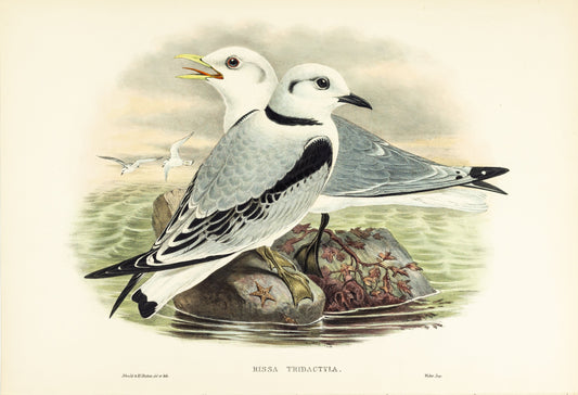 John Gould (1804-1881), Rissa tridactyla [Kittiwake]