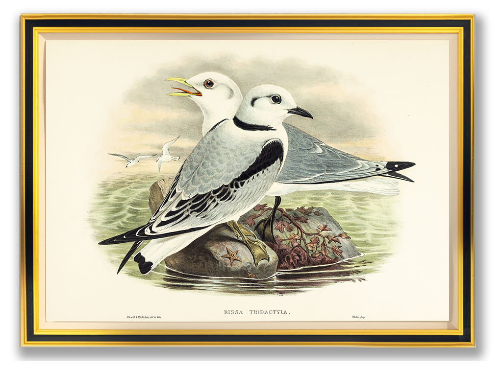 John Gould (1804-1881), Rissa tridactyla [Kittiwake]