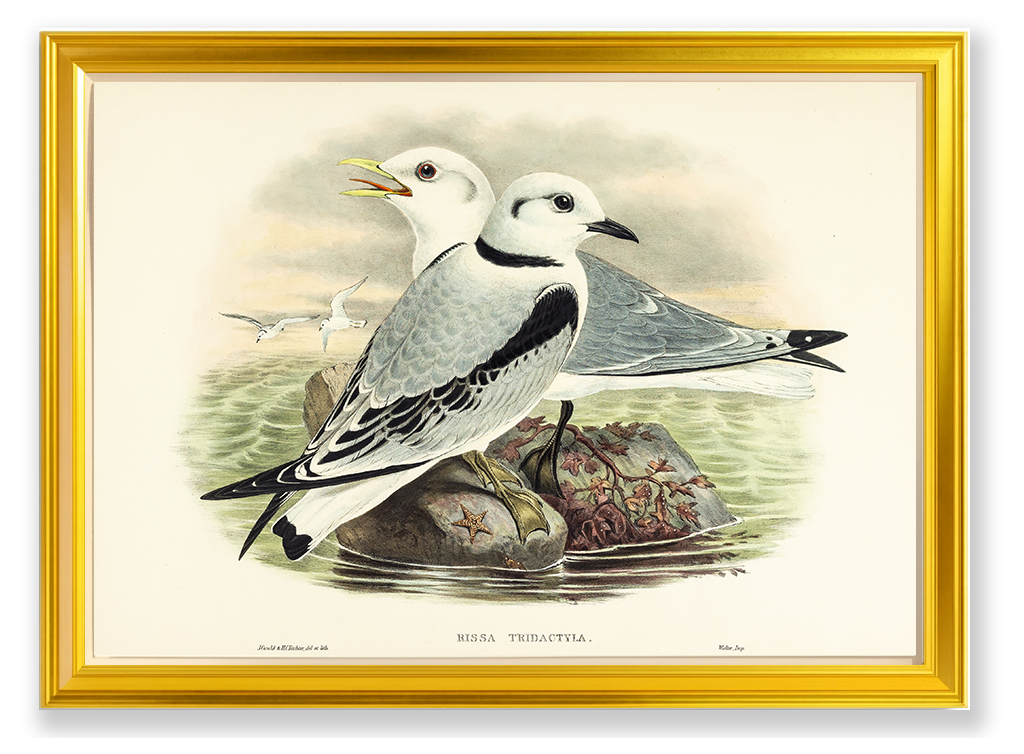John Gould (1804-1881), Rissa tridactyla [Kittiwake]