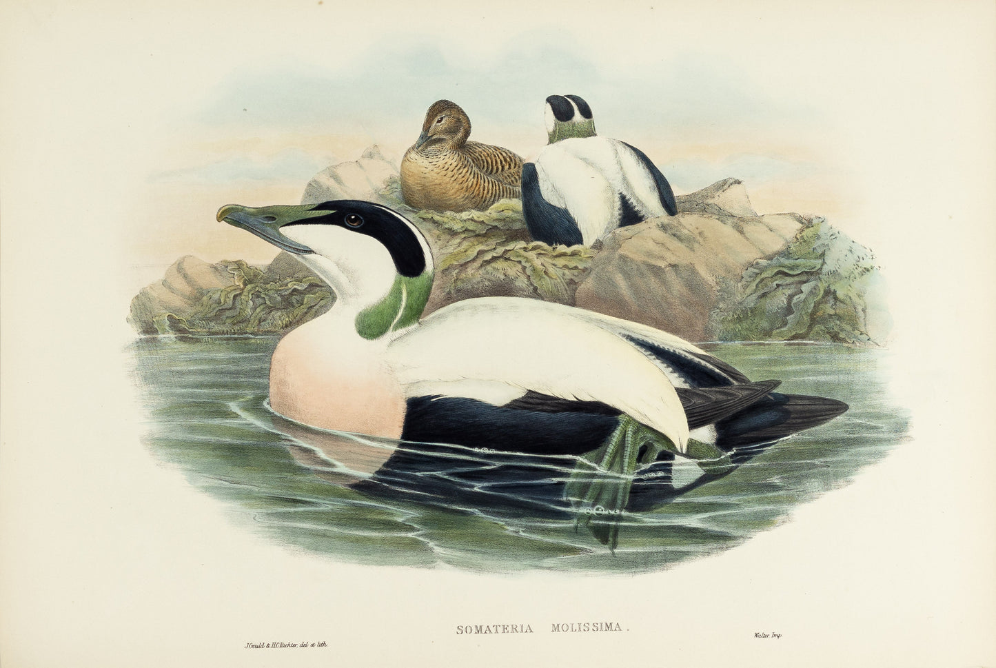 John Gould (1804-1881), Somateria mollissima [Eider Duck]