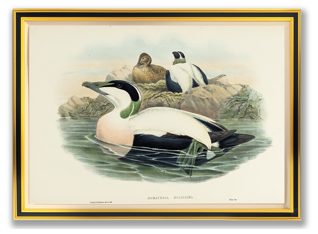 John Gould (1804-1881), Somateria mollissima [Eider Duck]