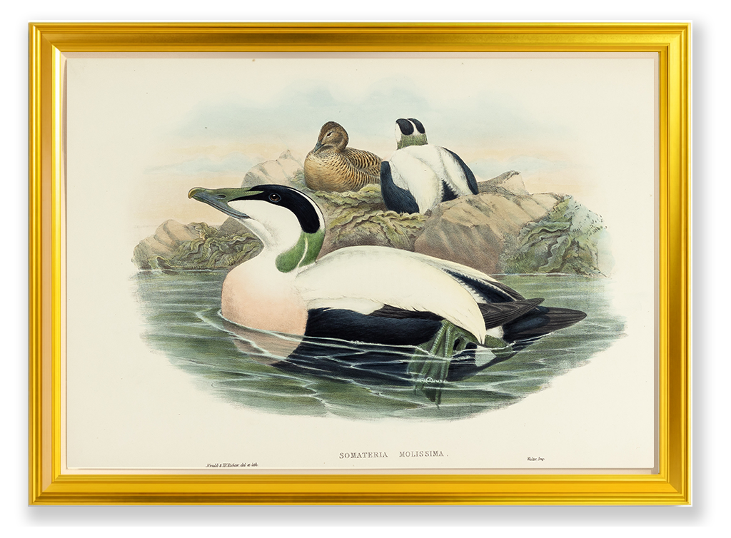 John Gould (1804-1881), Somateria mollissima [Eider Duck]