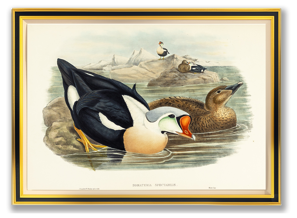 John Gould (1804-1881), Somateria spectabilis [King Duck]