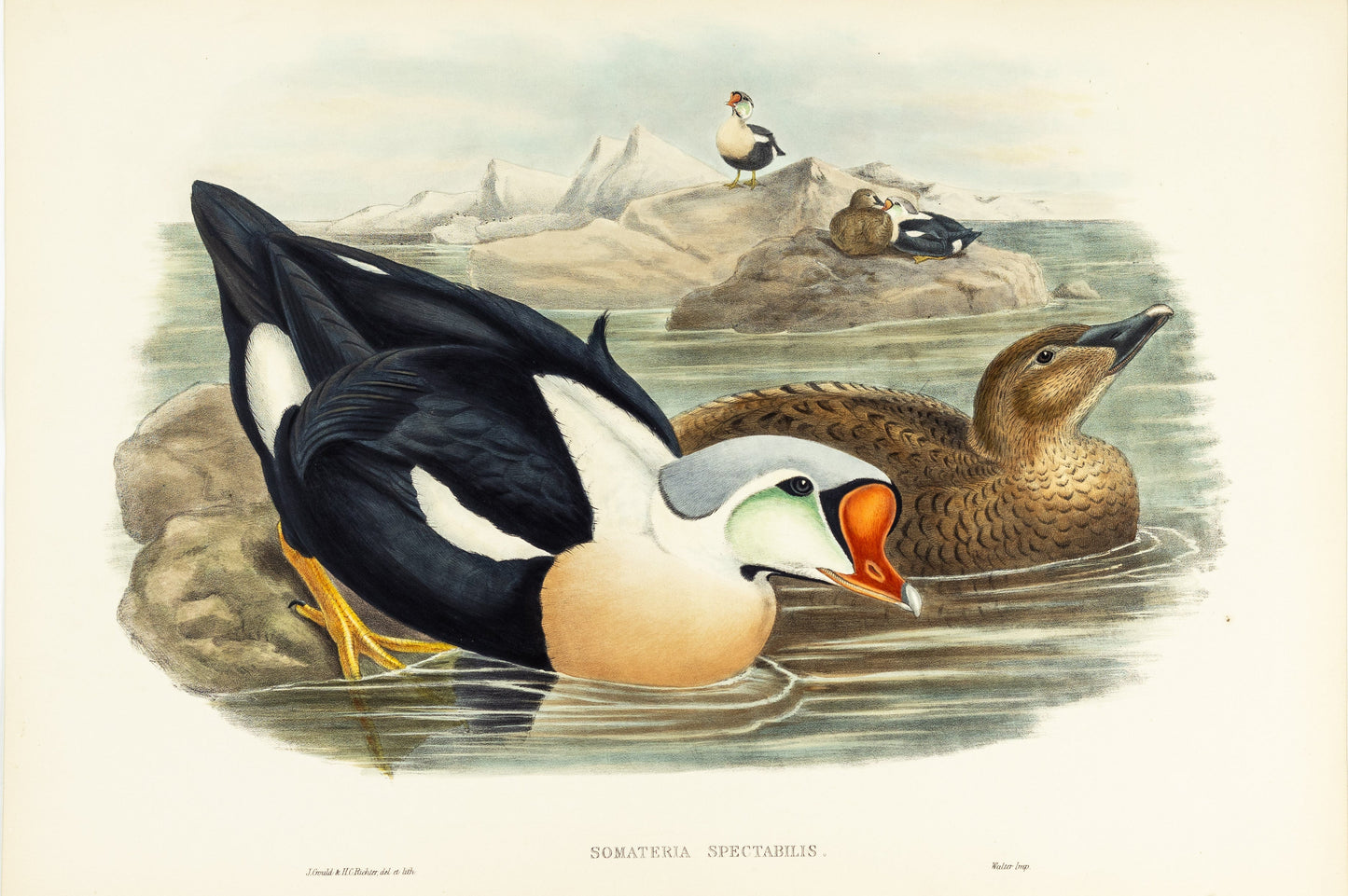 John Gould (1804-1881), Somateria spectabilis [King Duck]