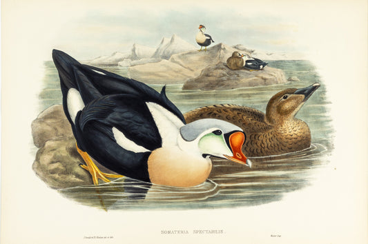 John Gould (1804-1881), Somateria spectabilis [King Duck]