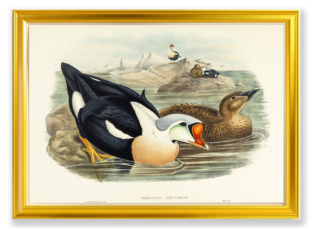 John Gould (1804-1881), Somateria spectabilis [King Duck]