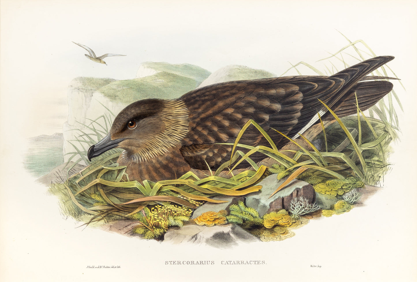 John Gould (1804-1881), Stercorarius catarrhactes [Great Skua]