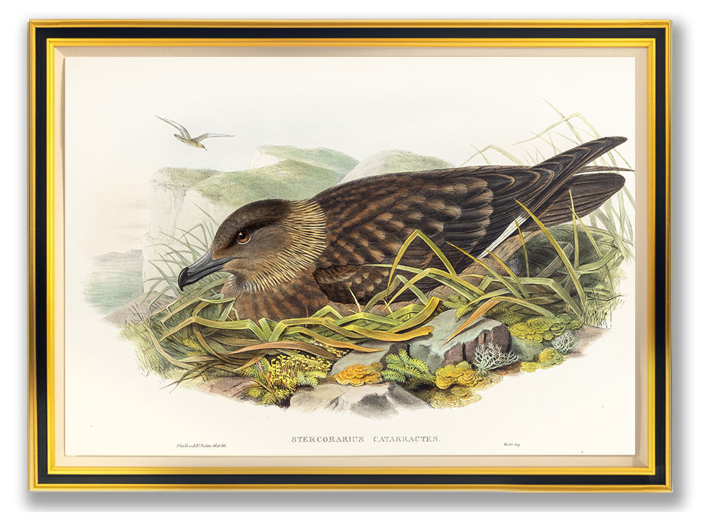 John Gould (1804-1881), Stercorarius catarrhactes [Great Skua]