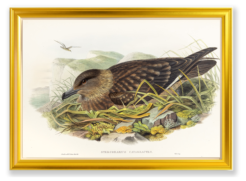 John Gould (1804-1881), Stercorarius catarrhactes [Great Skua]