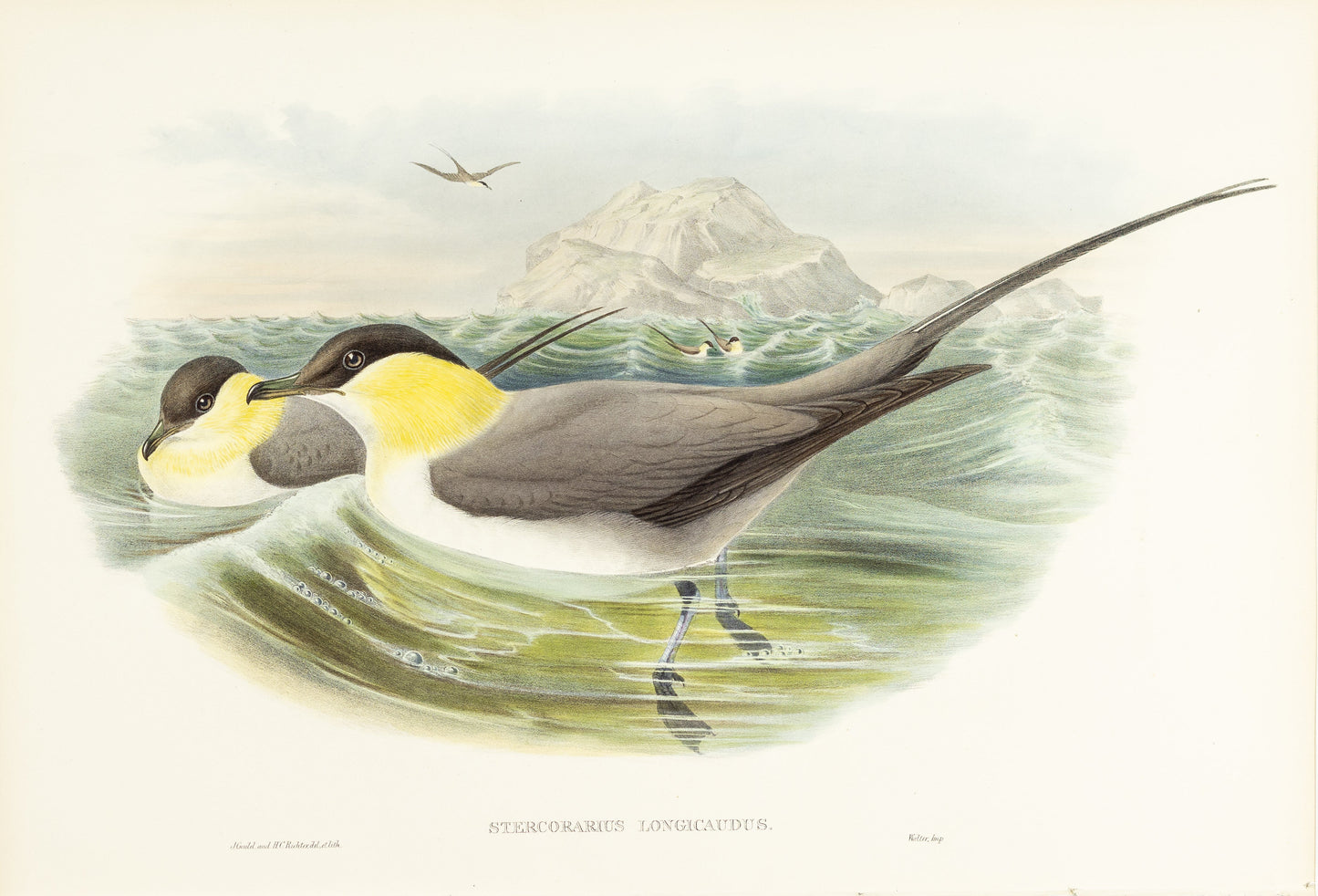 John Gould (1804-1881), Stercorarius longicaudus [Long-tailed Skua]