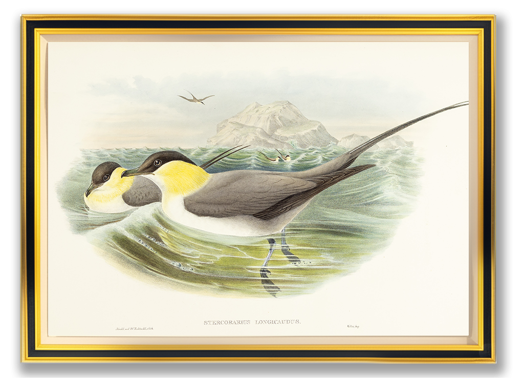 John Gould (1804-1881), Stercorarius longicaudus [Long-tailed Skua]