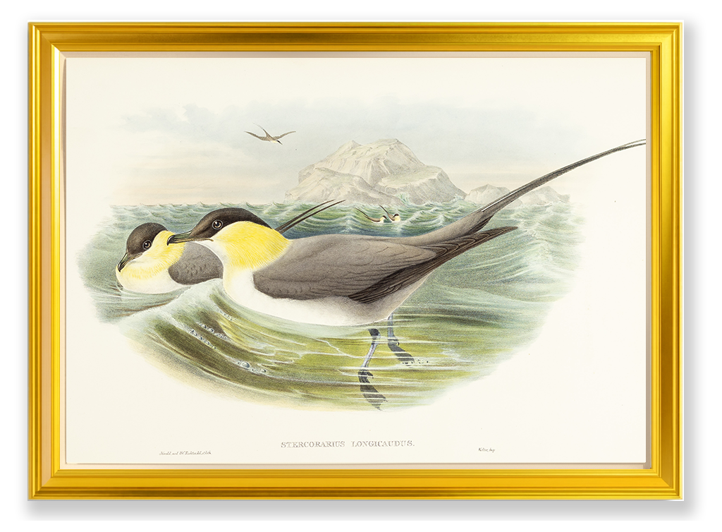 John Gould (1804-1881), Stercorarius longicaudus [Long-tailed Skua]