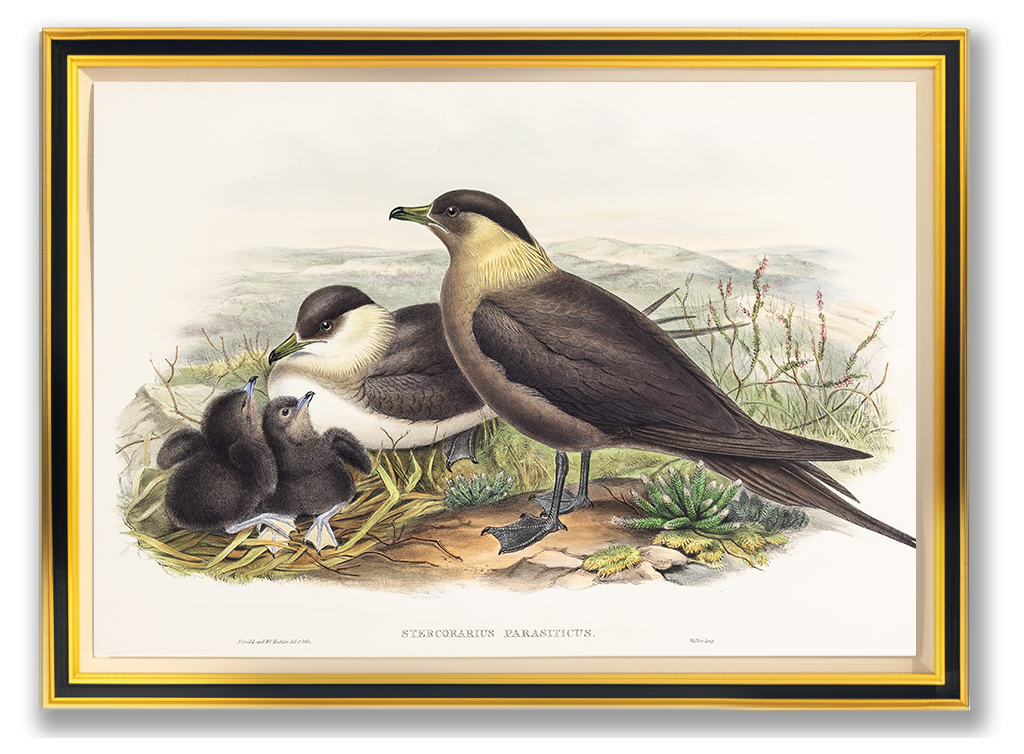John Gould (1804-1881), Stercorarius parasiticus [Arctic Skua]