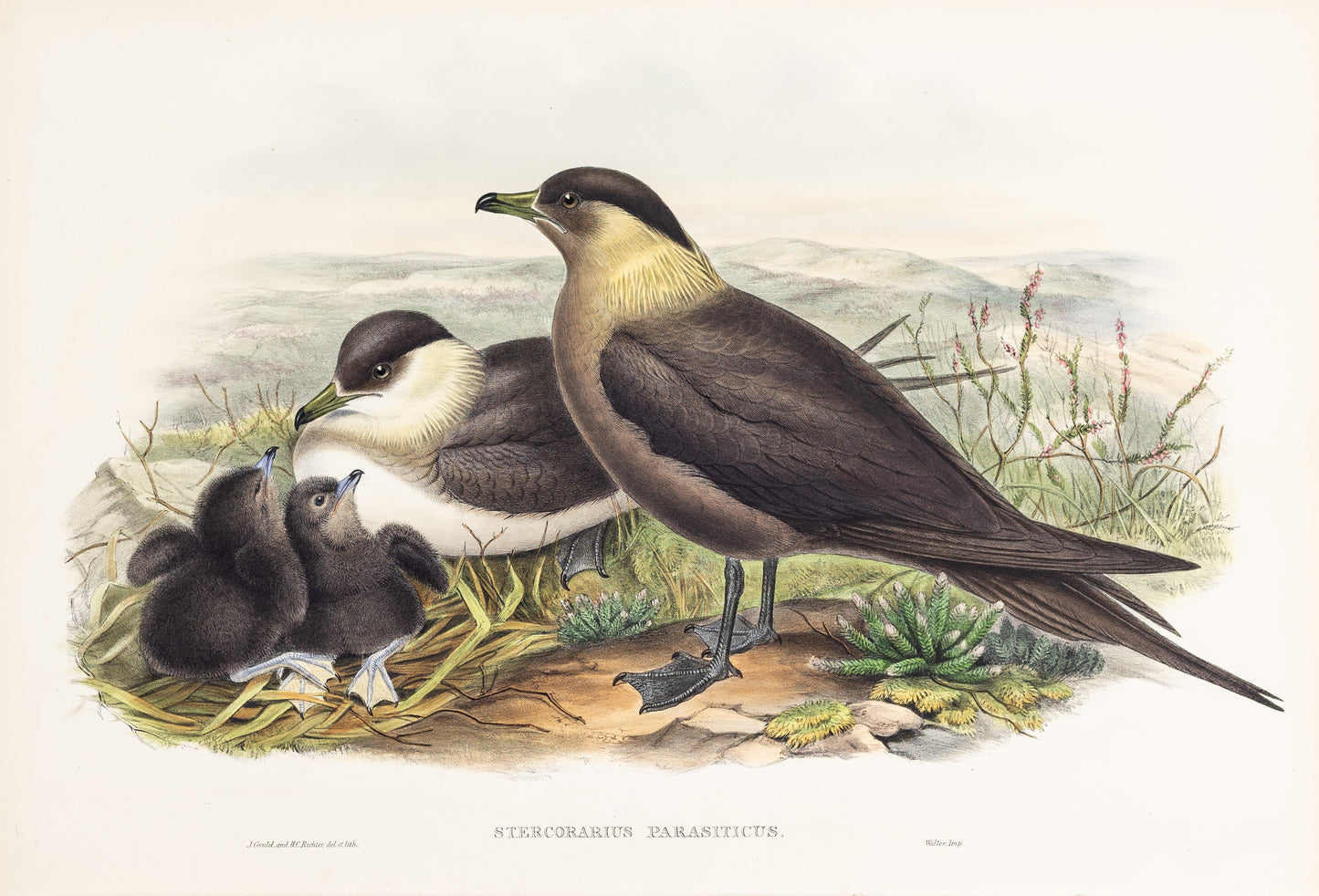 John Gould (1804-1881), Stercorarius parasiticus [Arctic Skua]