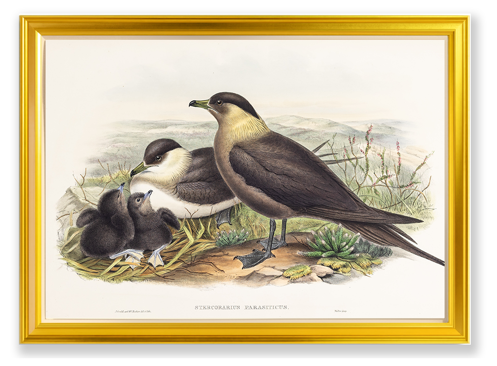 John Gould (1804-1881), Stercorarius parasiticus [Arctic Skua]