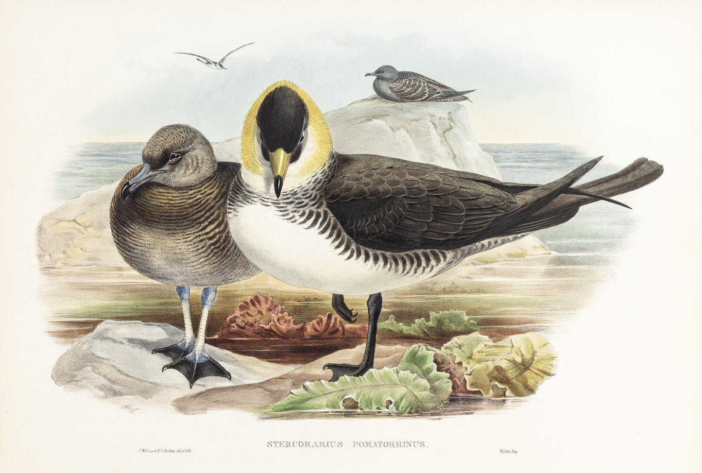 John Gould (1804-1881), Stercorarius pomatorhinus [Pomatorhine Skua]