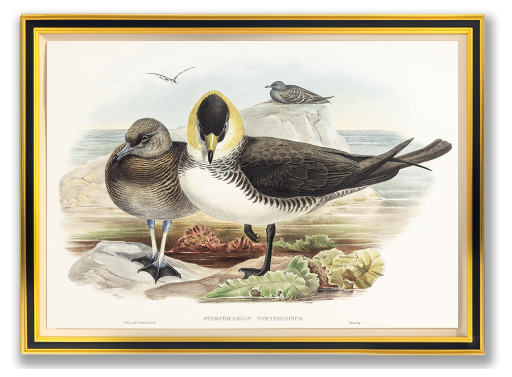 John Gould (1804-1881), Stercorarius pomatorhinus [Pomatorhine Skua]