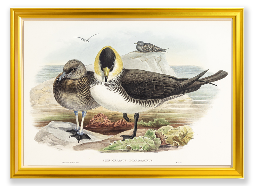 John Gould (1804-1881), Stercorarius pomatorhinus [Pomatorhine Skua]
