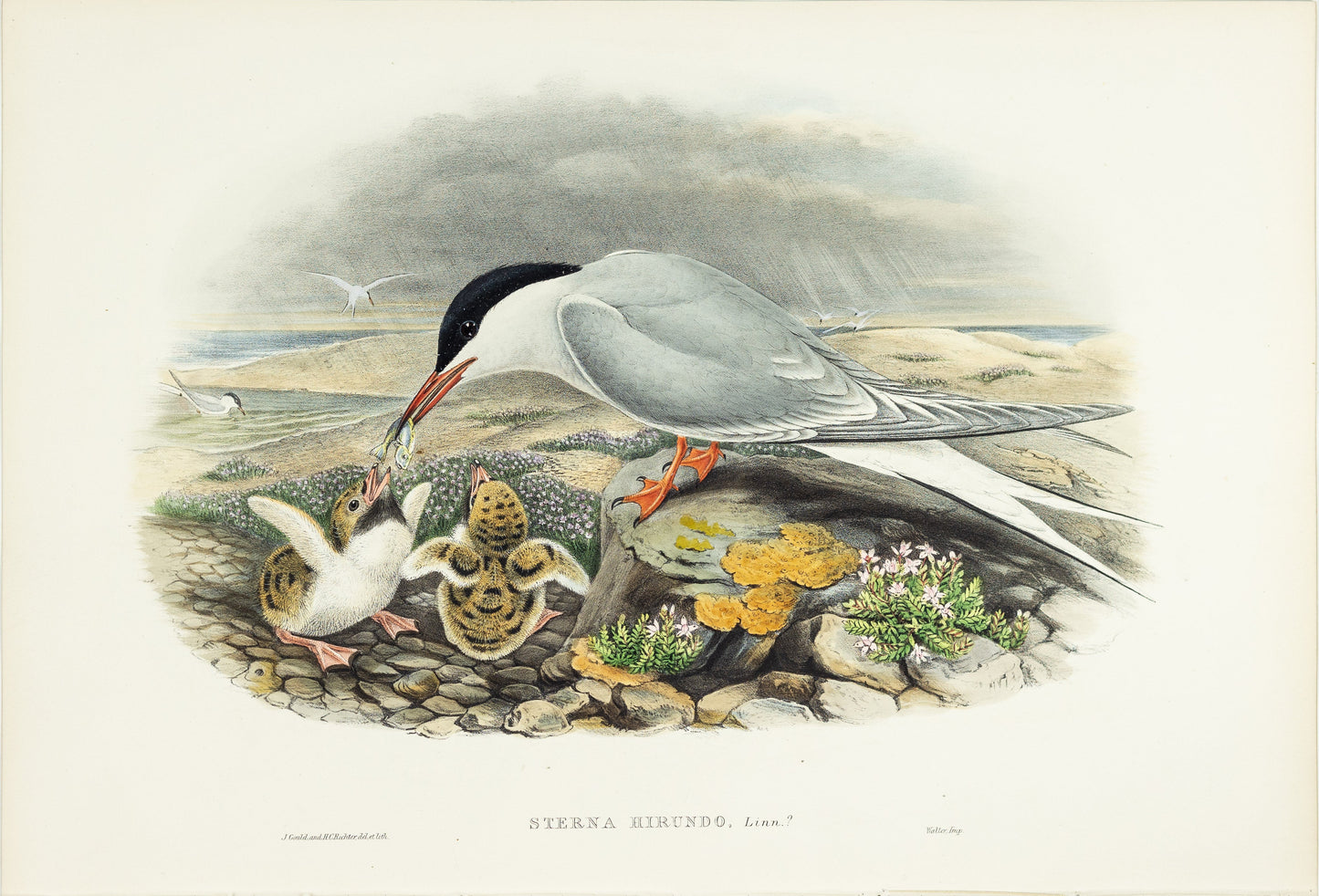 John Gould (1804-1881), Sterna hirundo [Common Tern]