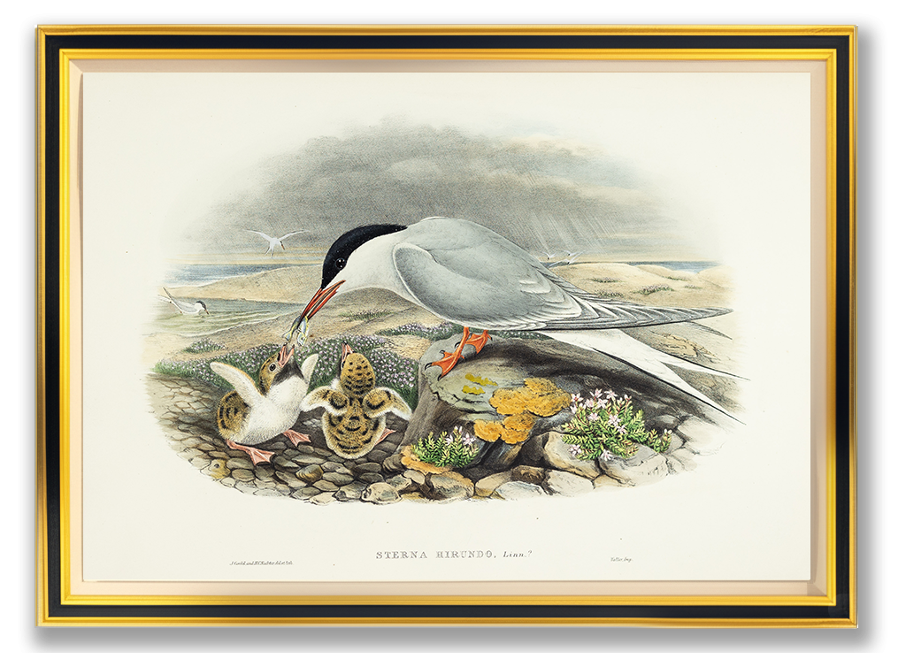 John Gould (1804-1881), Sterna hirundo [Common Tern]