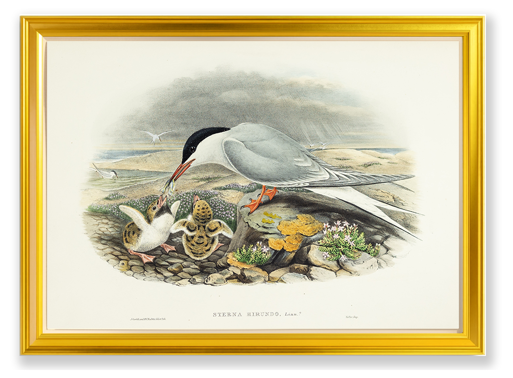 John Gould (1804-1881), Sterna hirundo [Common Tern]