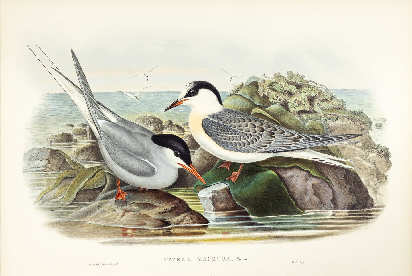 John Gould (1804-1881), Sterna macrura [Arctic Tern]