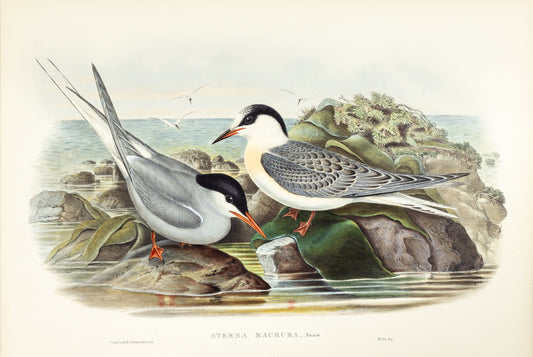 John Gould (1804-1881), Sterna macrura [Arctic Tern]