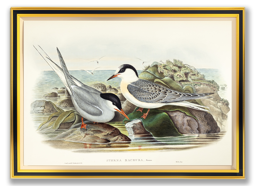 John Gould (1804-1881), Sterna macrura [Arctic Tern]