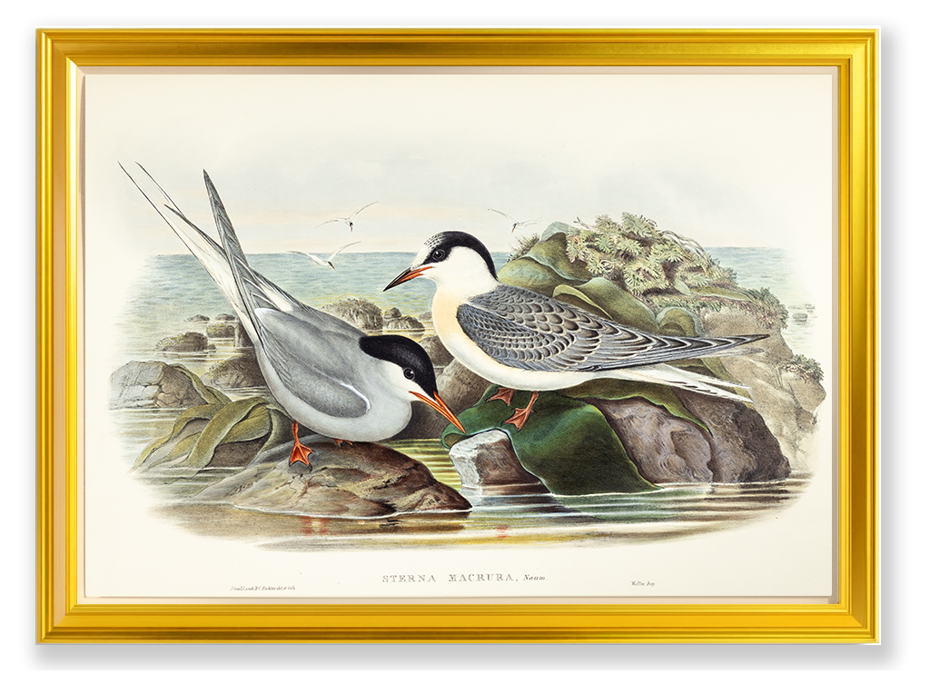 John Gould (1804-1881), Sterna macrura [Arctic Tern]