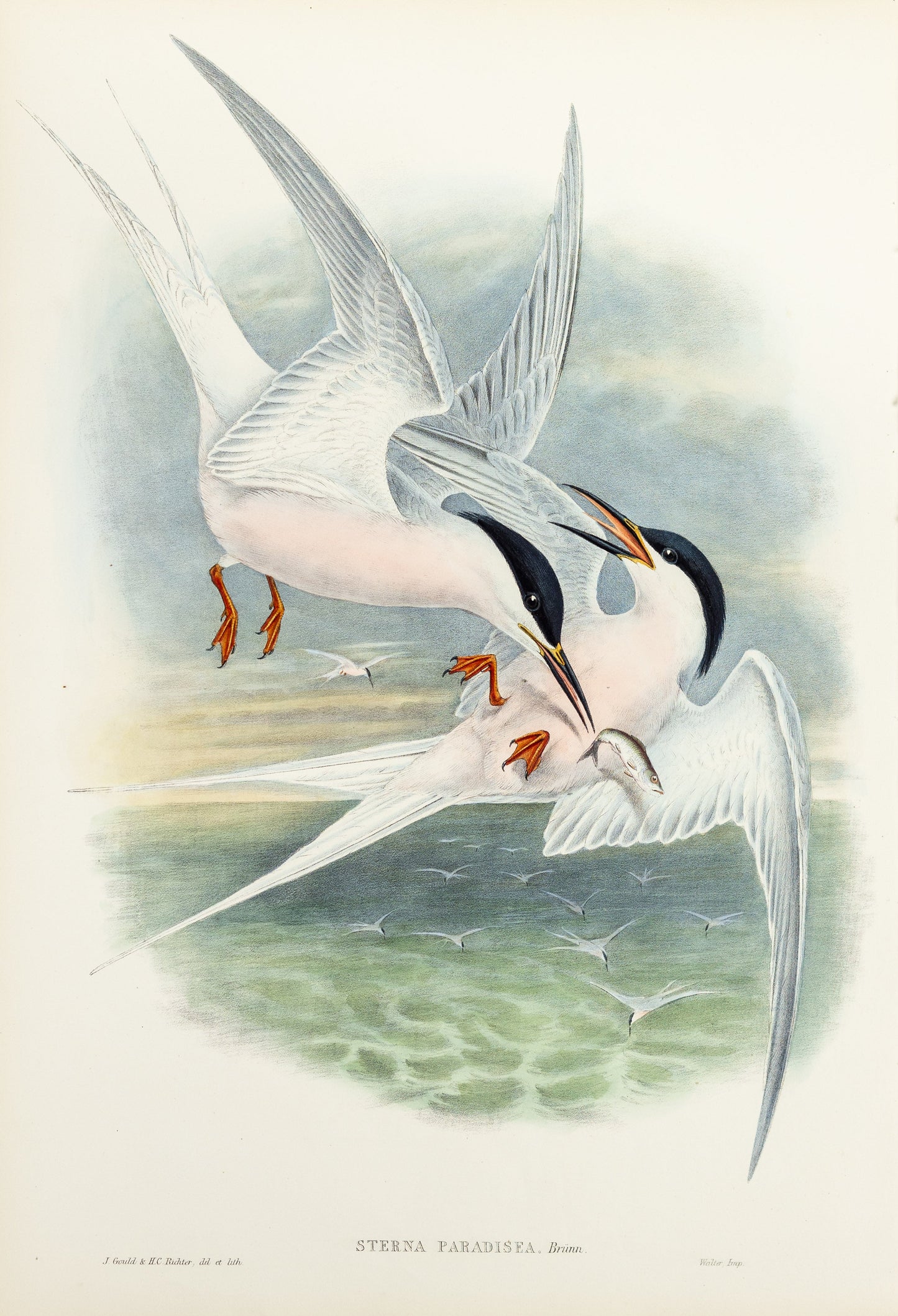 John Gould (1804-1881), Sterna paradisea [Roseate Tern]