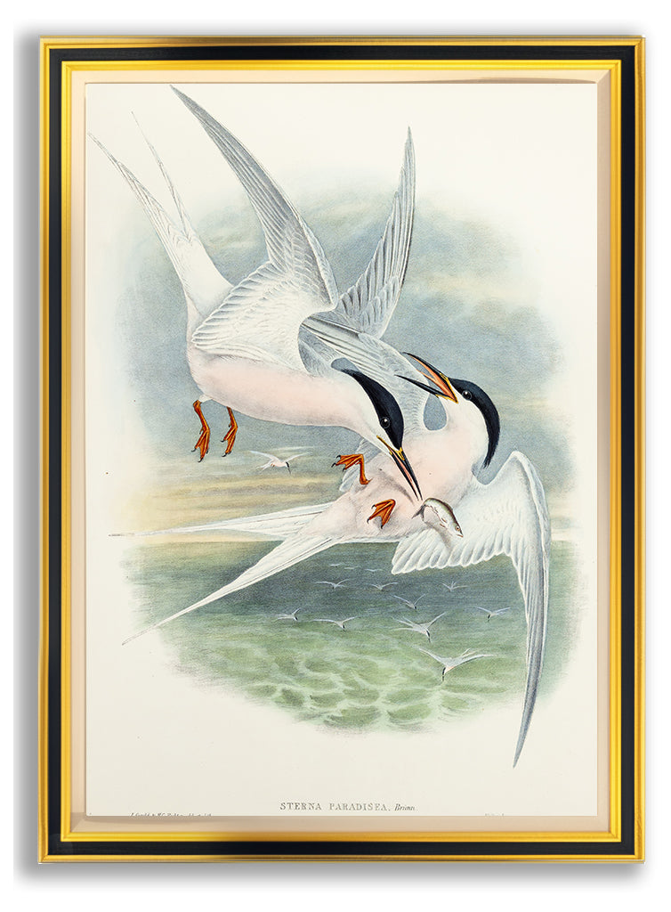 John Gould (1804-1881), Sterna paradisea [Roseate Tern]