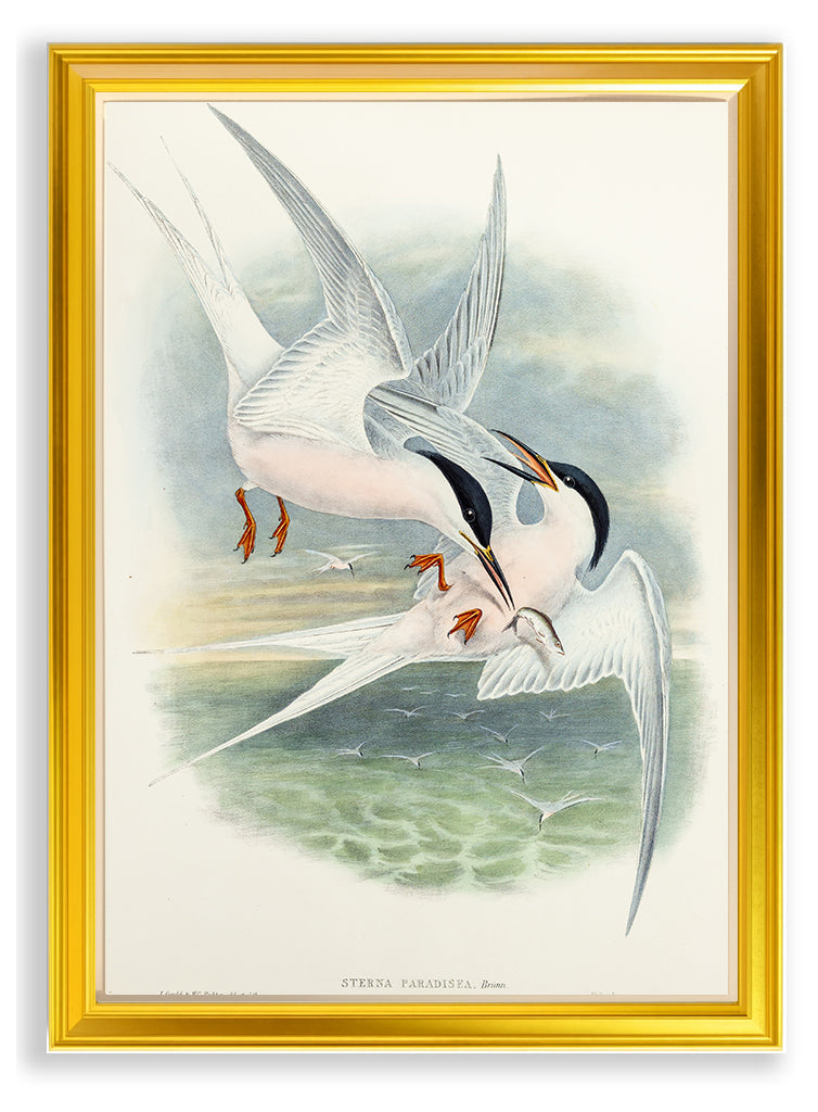 John Gould (1804-1881), Sterna paradisea [Roseate Tern]