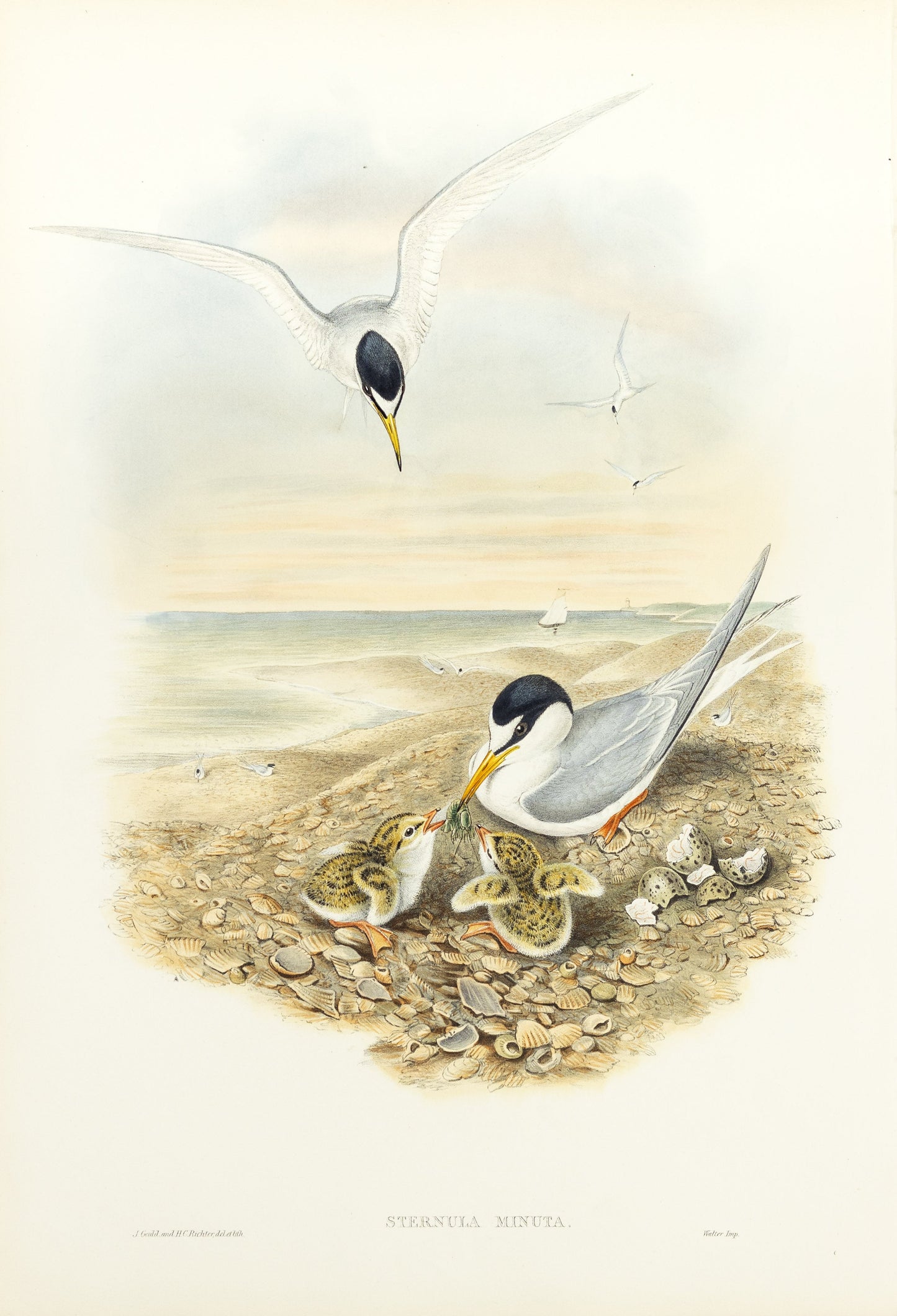 John Gould (1804-1881), Sternula minuta [Little Tern]