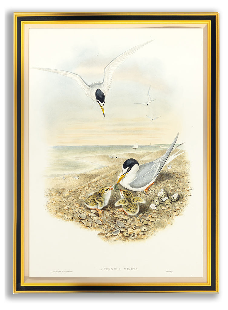 John Gould (1804-1881), Sternula minuta [Little Tern]
