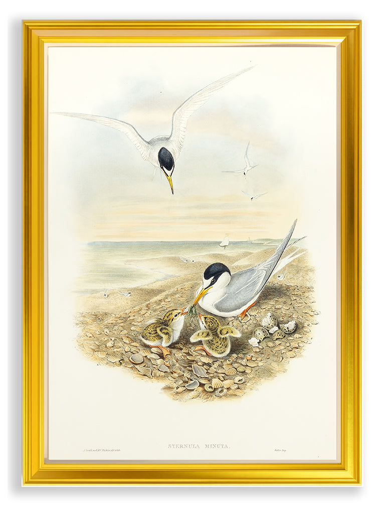 John Gould (1804-1881), Sternula minuta [Little Tern]